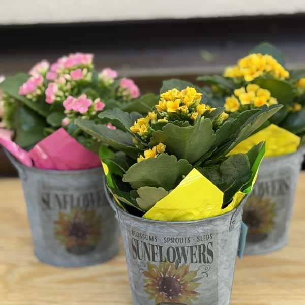 Admins Day Desktop Bloomer