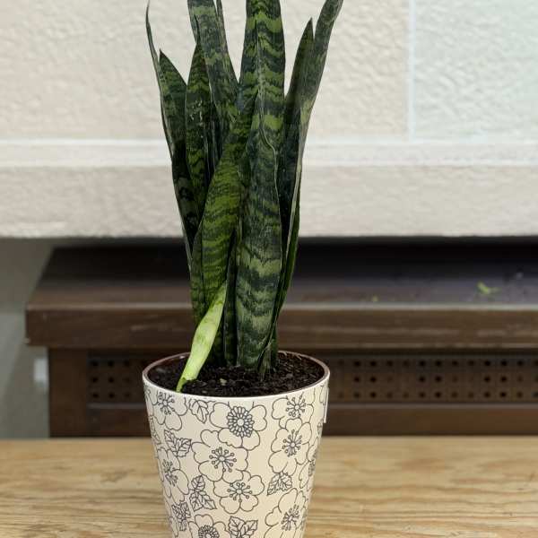 Snake Plant Pot
