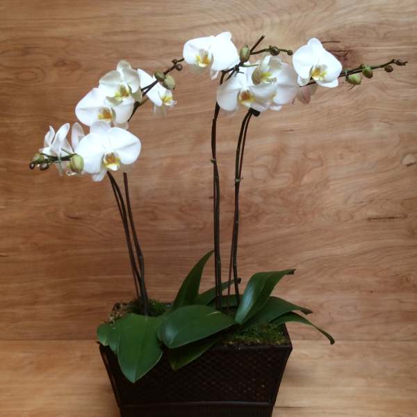 White orchid plant in a dark rectangular planter