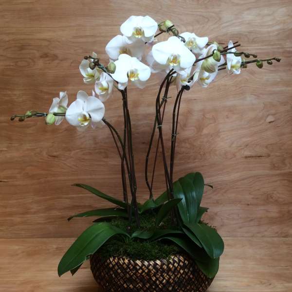 White orchid plant in a woven basket planter
