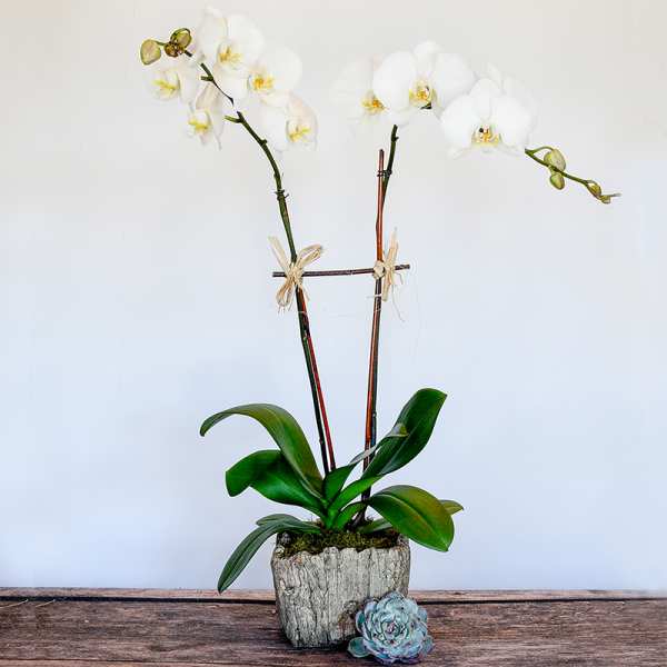 White orchid plant in a rustic pot with a small succulent on a wooden surface