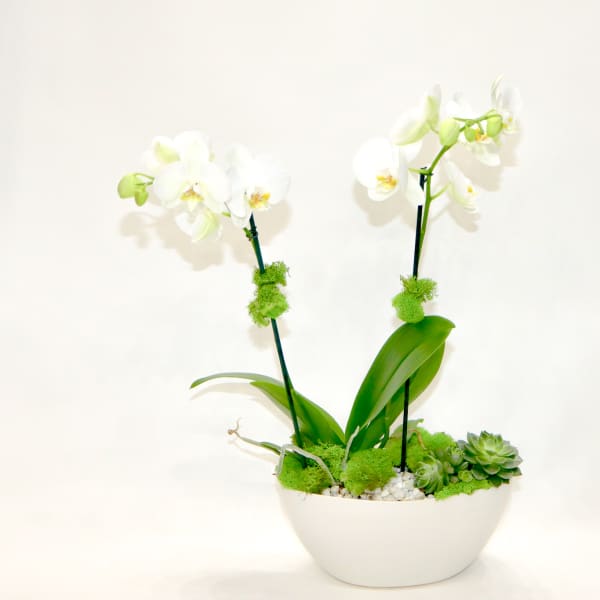 White orchids in a white bowl with succulents and moss