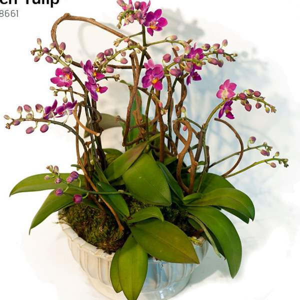 Enjoy Phalionopsis Orchid