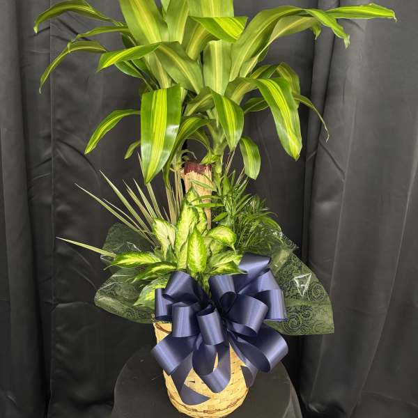 Potted green plant arrangement in a basket with a blue ribbon