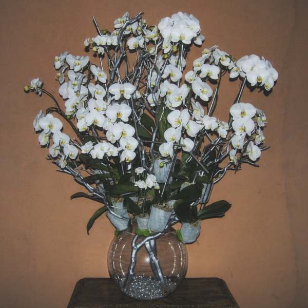 White orchid arrangement in a clear glass vase
