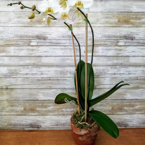 Double Bloom White Phalaenopsis Orchid