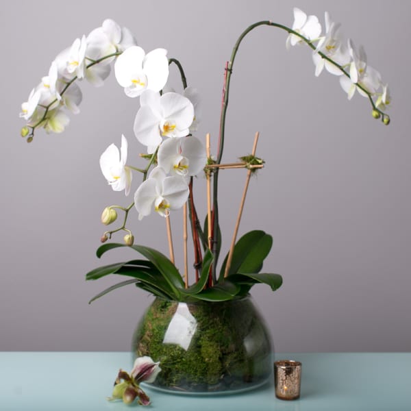 White orchids arranged in a glass vase with moss and a small candle beside it