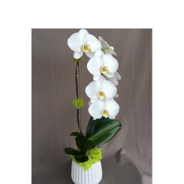 White orchid arrangement in a white vase with green accents