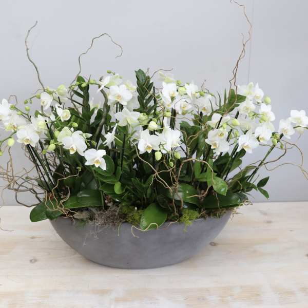 Low gray bowl filled with white orchids and curly branches.