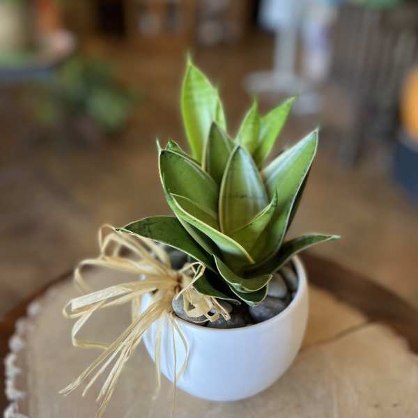 Small potted succulent in a white bowl with a raffia bow