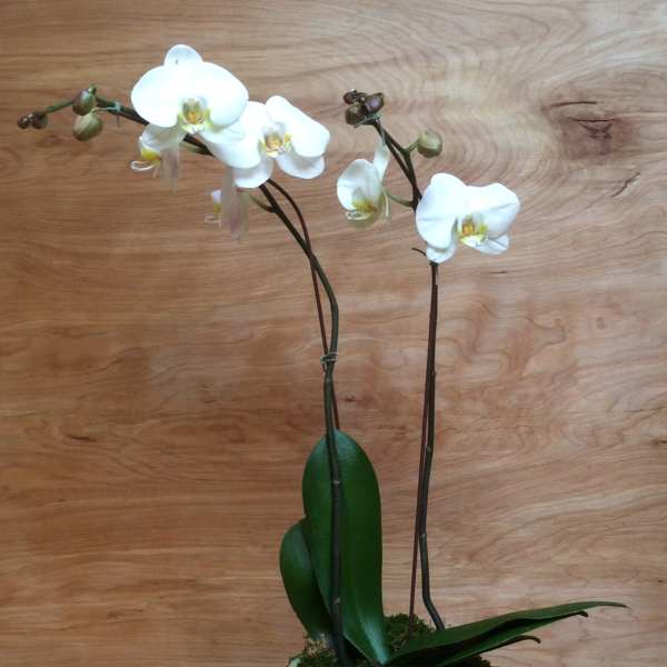 White orchid plant in a metal pot with moss