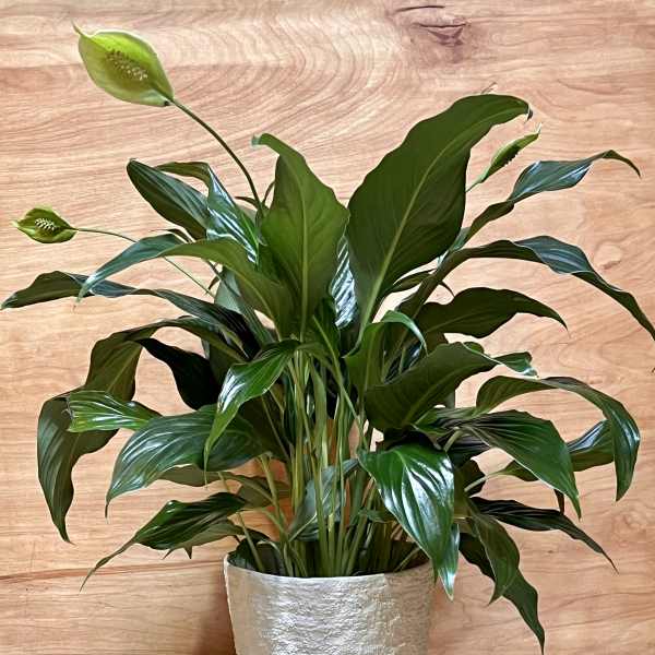 Potted peace lily plant with white blooms in a textured white container
