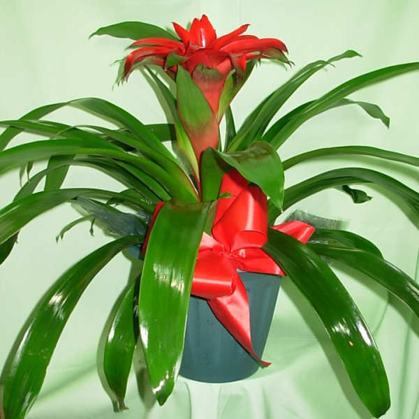 Red bromeliad plant in a pot with a red ribbon