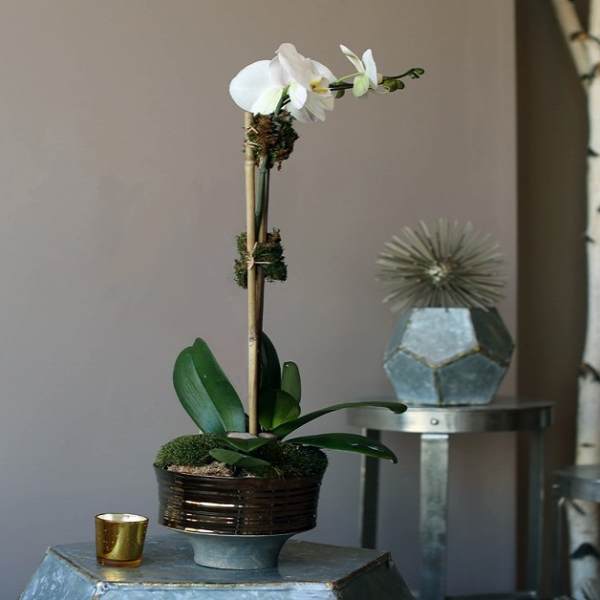 White orchid arrangement in a dark pot on a pedestal