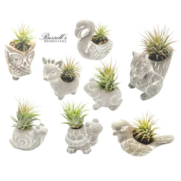 Assorted small air plants in gray animal-shaped ceramic planters