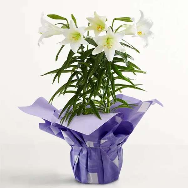 Easter Lily Plant