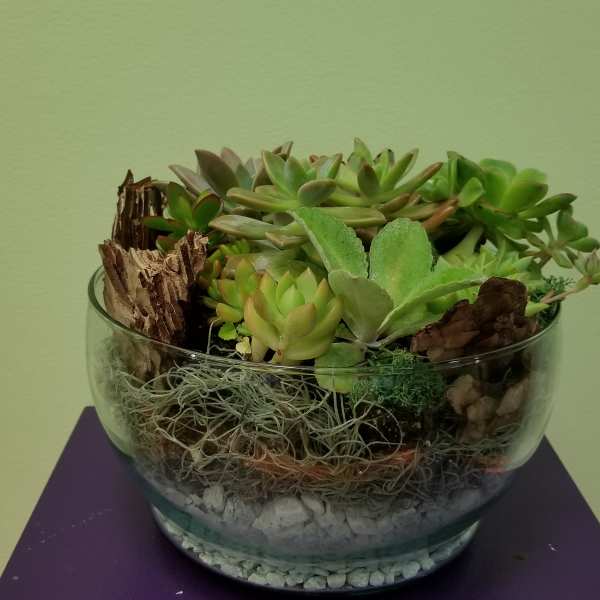 Succulent arrangement in a clear glass bowl with bark and stones