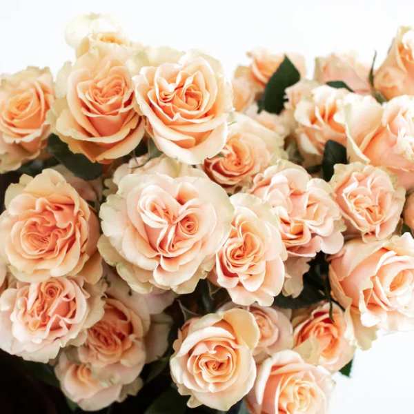 Bouquet of peach roses with dark green foliage