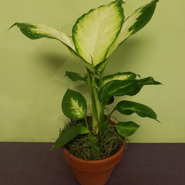 Potted variegated houseplant with large green-and-white leaves