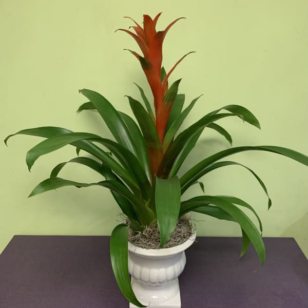 Potted green plant with a red central spike in a white pedestal planter