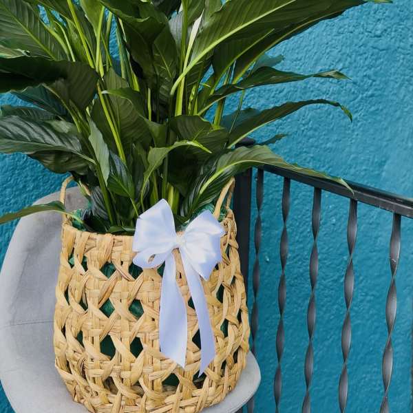 Large green potted plant in a woven basket with a white ribbon