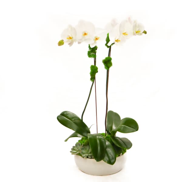 White orchid plant in a low ceramic pot with succulents