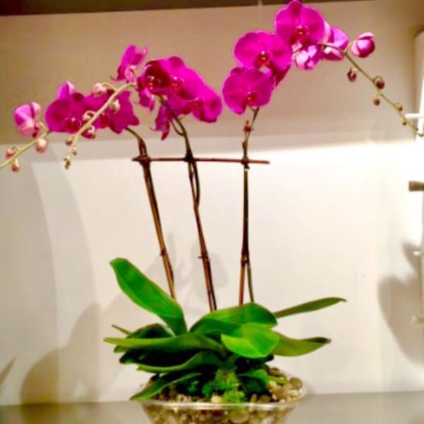 Pink orchid plant in a clear bowl vase with green leaves