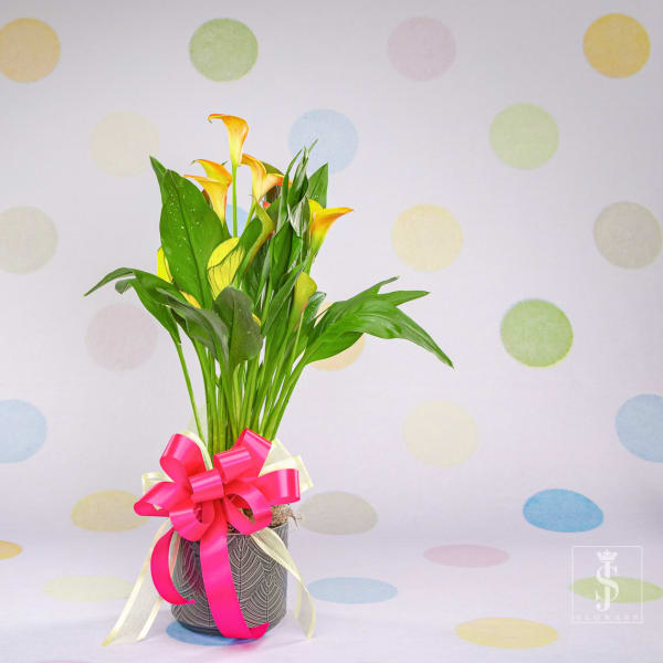 Potted calla lilies with a pink ribbon bow
