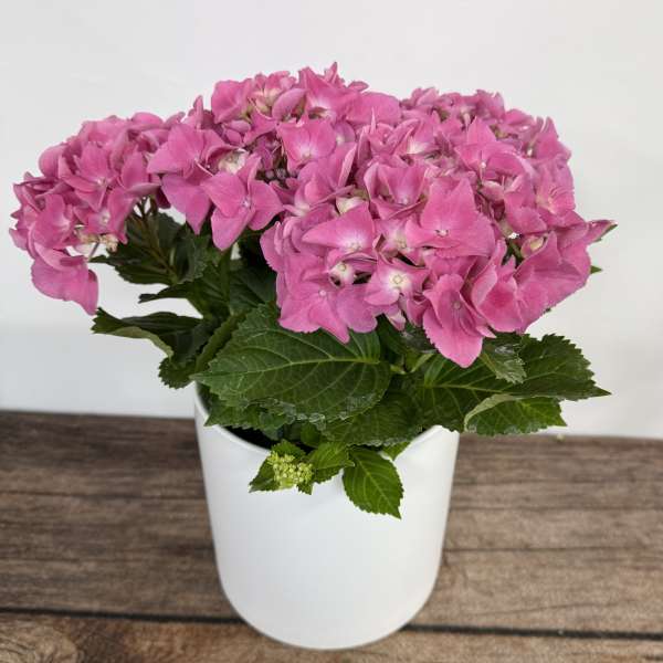 Hydrangea Plant