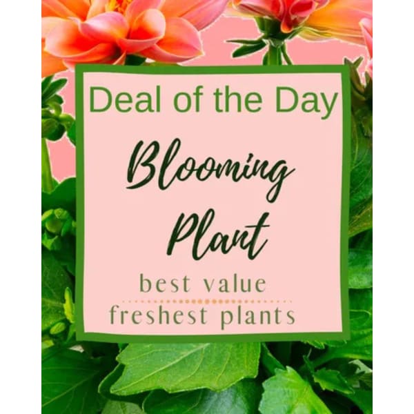 Pink sign reading "Blooming Plant" surrounded by flowers and green leaves