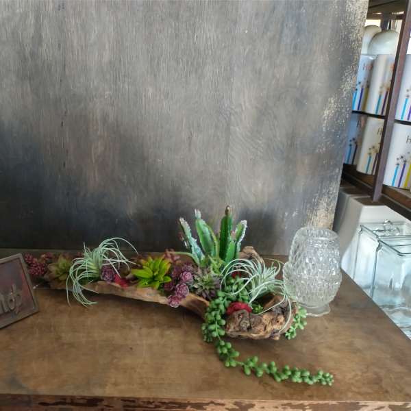 Succulent arrangement in a driftwood planter with air plants and trailing greenery
