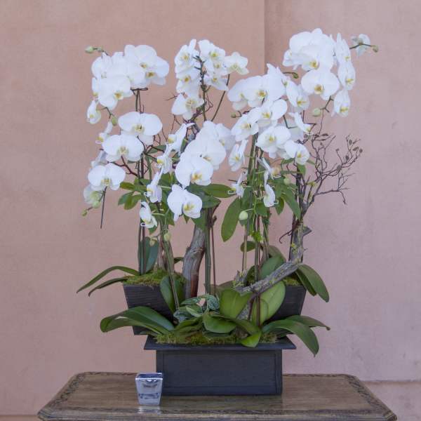 White orchids arranged in a black rectangular planter