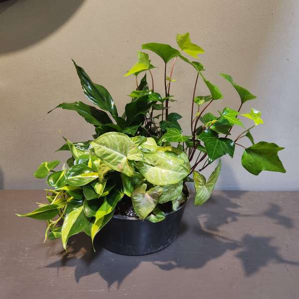 Plants: Emerald Garden