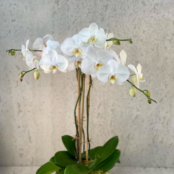 White orchid plant in a white ceramic pot