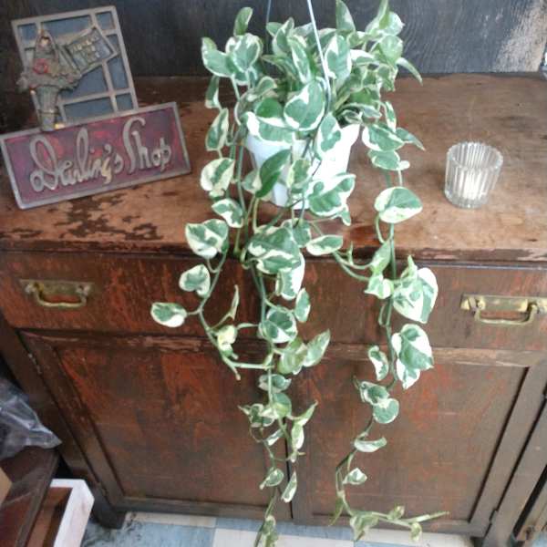 Trailing variegated potted plant in a white hanging pot