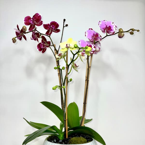 Potted orchids in a white ribbed planter