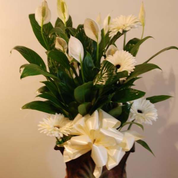 White flowers arranged in a tall decorative vase with a large ribbon bow