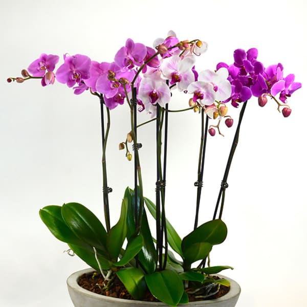 Potted orchids with pink, white, and purple blooms in a gray bowl planter