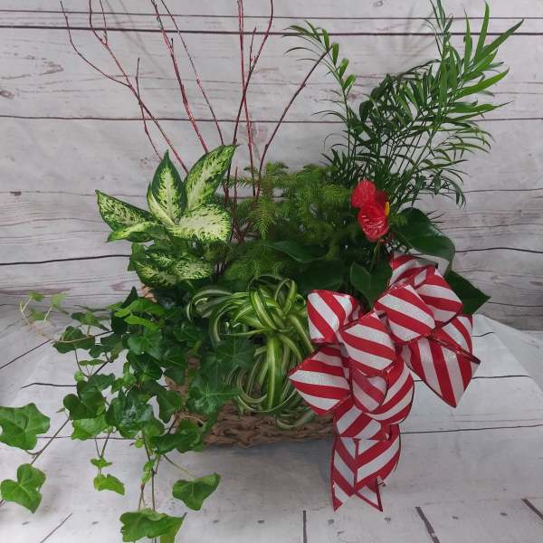 Mixed green plant arrangement with red ribbon bows in a woven basket