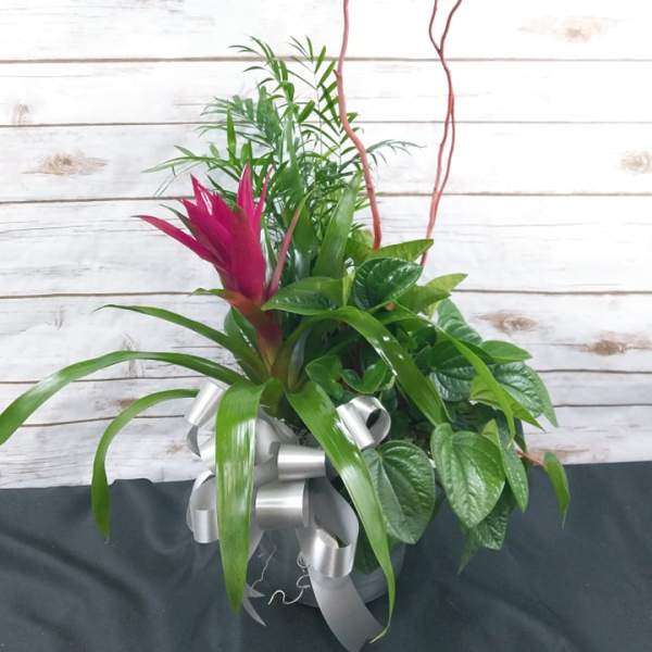 Tropical plant arrangement with a pink bromeliad in a silver pot