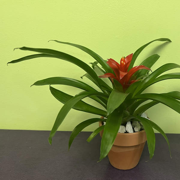 Potted bromeliad with red bloom and long green leaves
