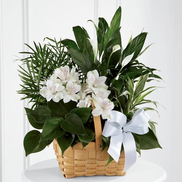 White flowers and green plants arranged in a wicker basket with a white ribbon