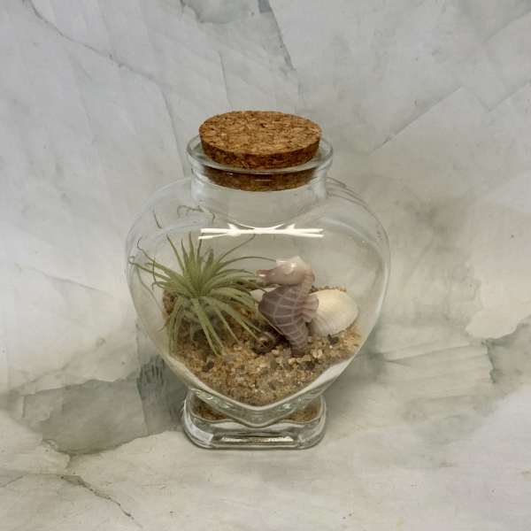 Glass terrarium jar with an air plant, sand, and a small seahorse figurine