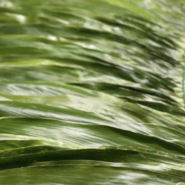 Layered long green leaves bound together with green twine