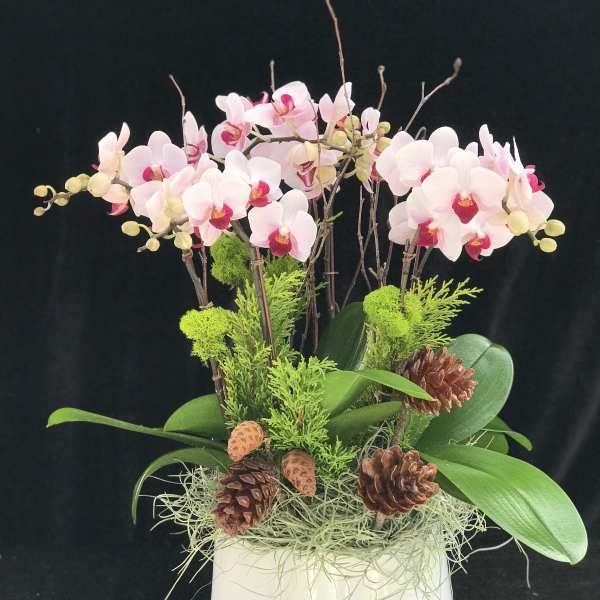 Pink orchids arranged in a white vase with pinecones and greenery
