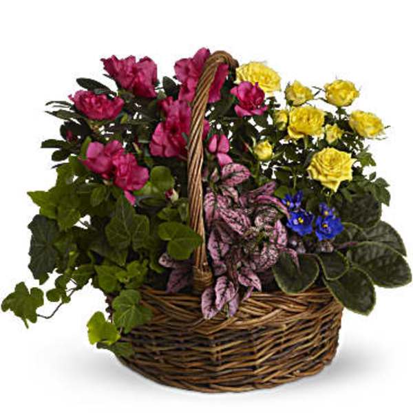Basket of pink and yellow roses with mixed foliage