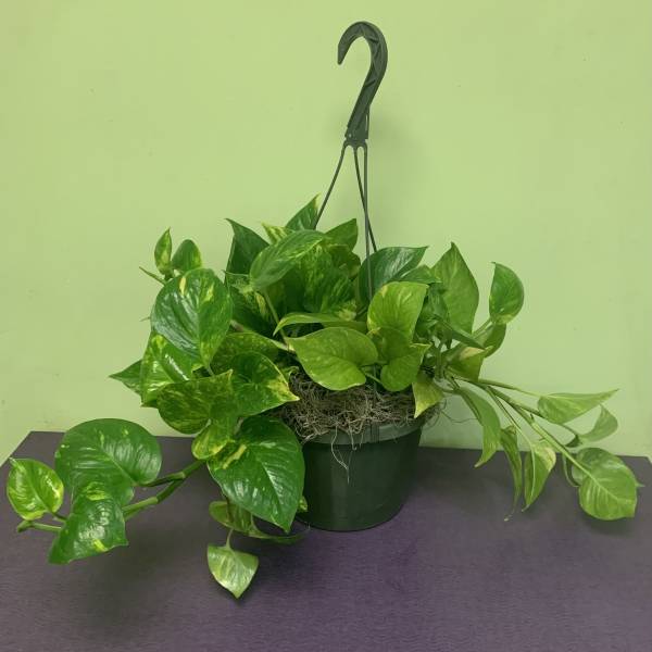 Potted trailing pothos plant in a hanging basket