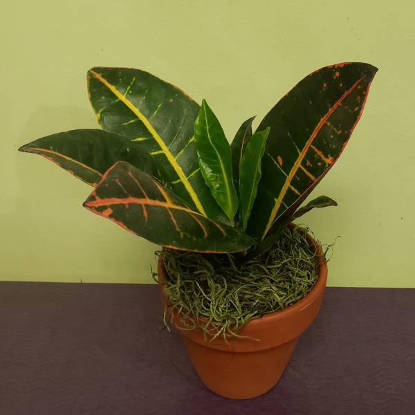 Potted croton plant with variegated dark green and red leaves