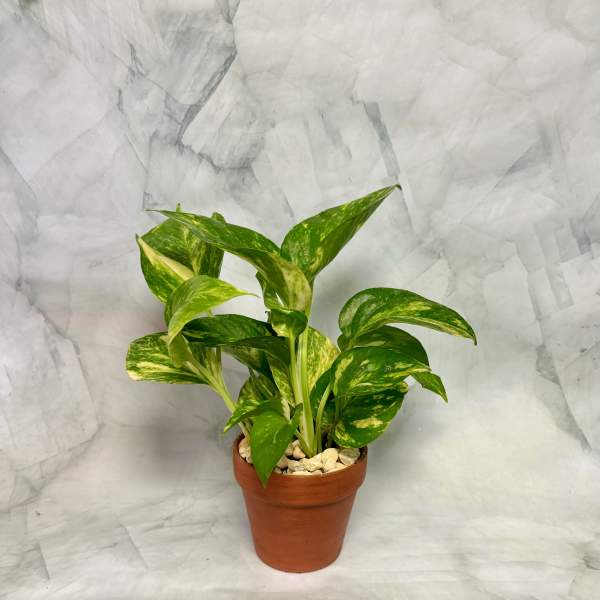 Potted green variegated houseplant in a terracotta pot