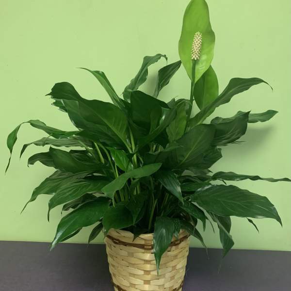 Potted peace lily in a woven basket